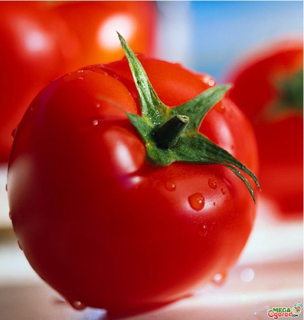 Описание и характеристика сортов томатов устойчивых к фитофторе
